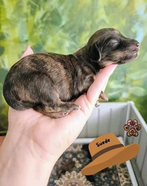 cream brindle dachshund puppy for sale in Oregon