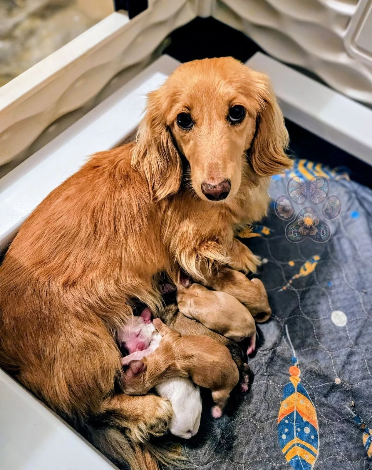 mini dachshund puppies for sale Citrine
