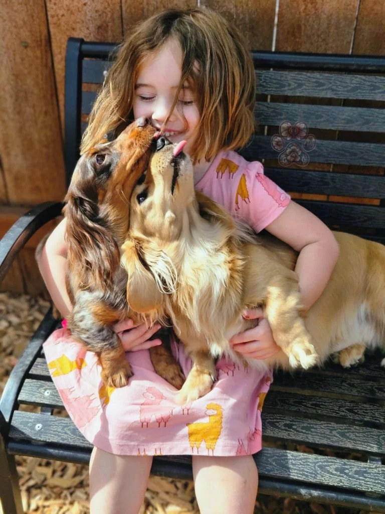cream and dapple miniature dachshunds in Oregon