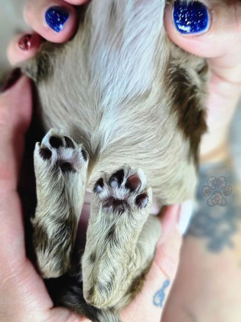 mini dapple dachshund puppy for sale