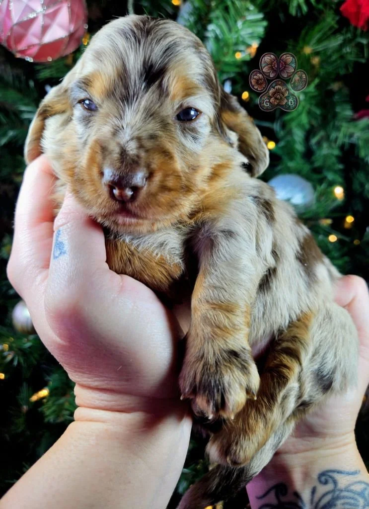 chocolate dapple dachshund puppy Myrtle Creek Oregon.jpg