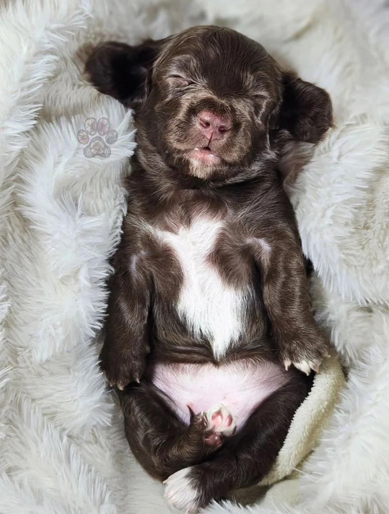 chocolate mini dachshund puppy