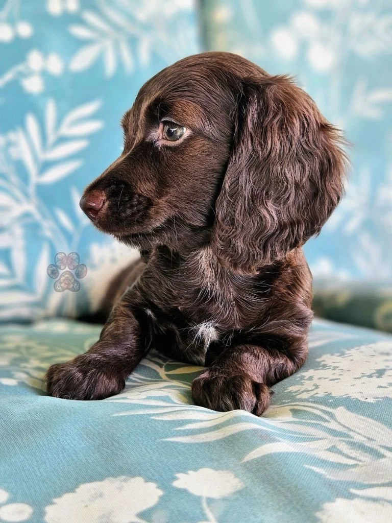 long-haired miniature dachshund puppy available