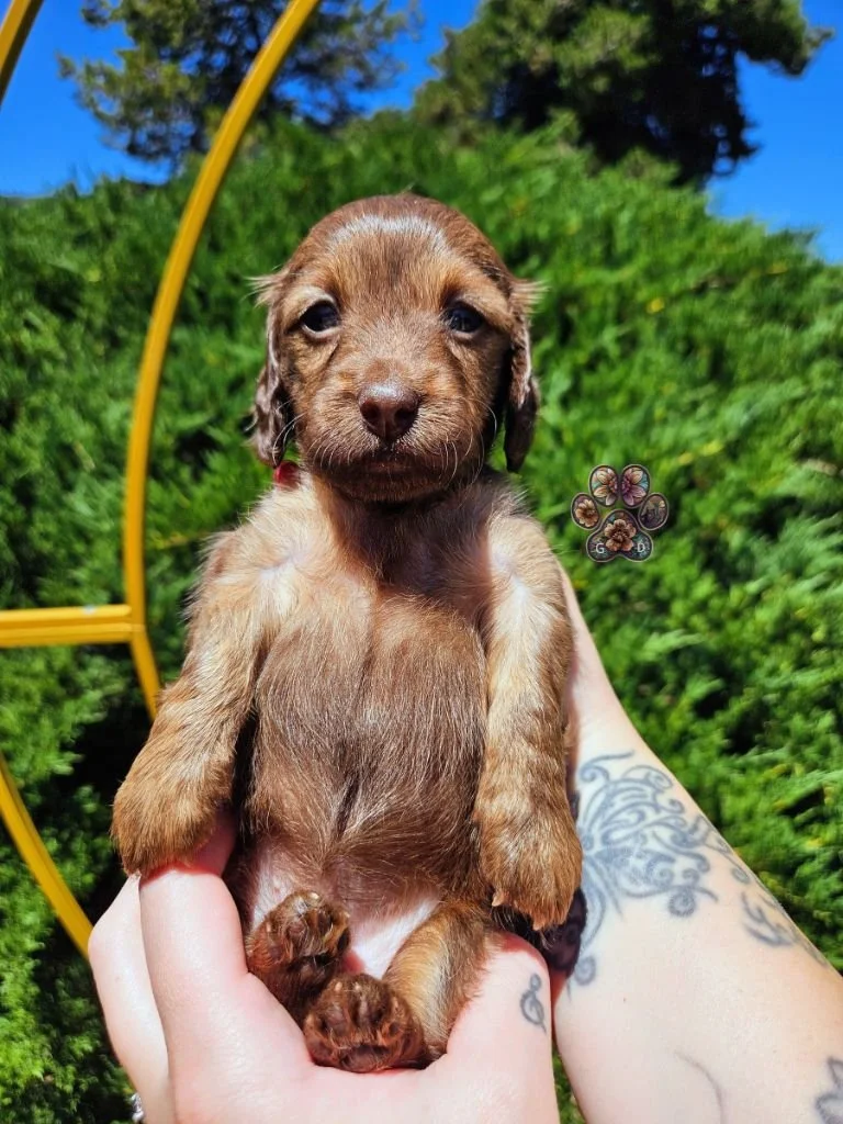 cream long haired mini dachshund puppy for sale Grants Pass Oregon
