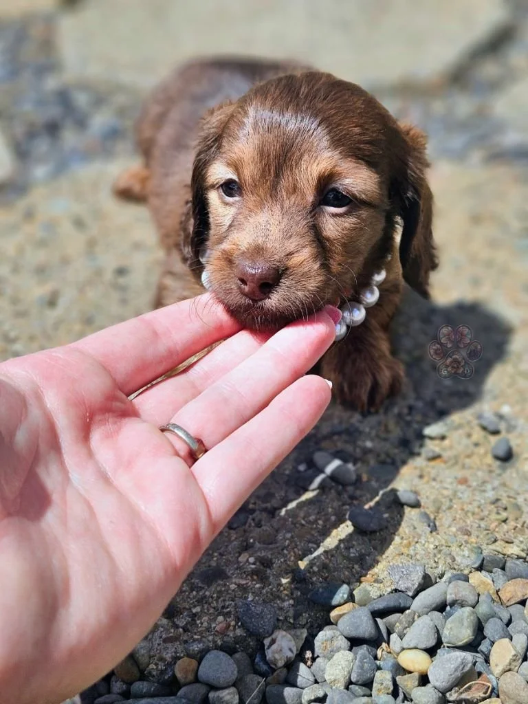 cream long-haired mini dachshund puppy available