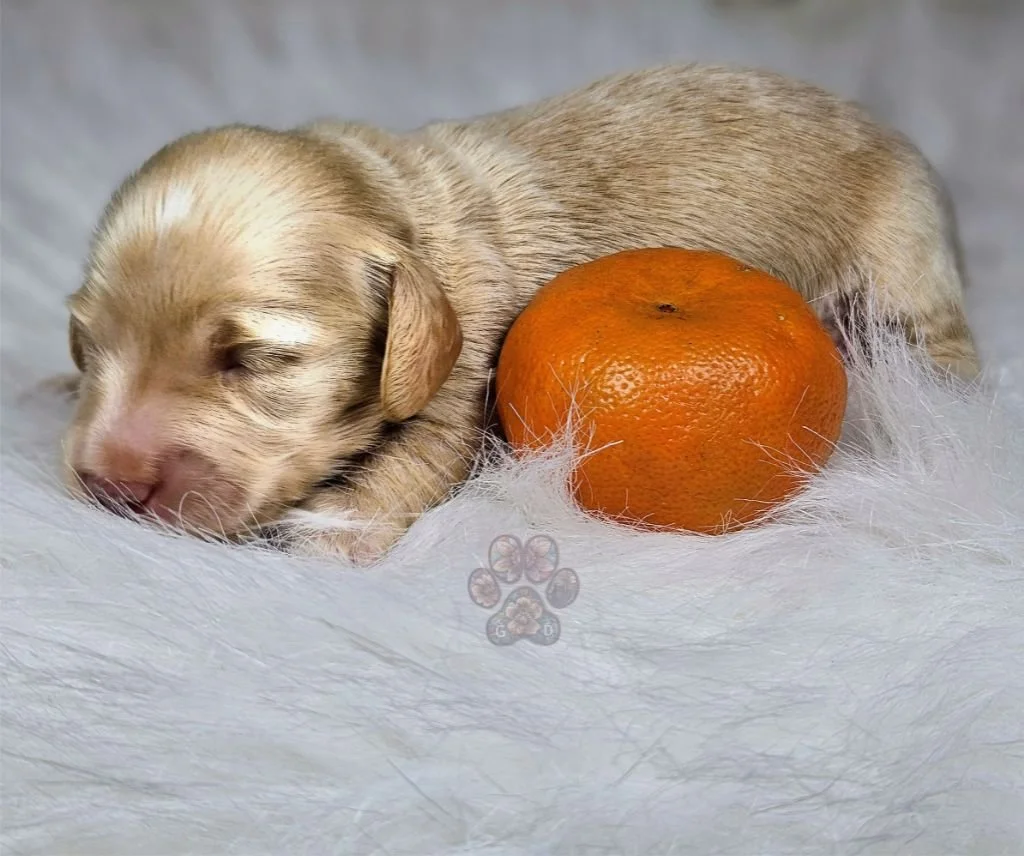 mini dachshund puppy for sale
