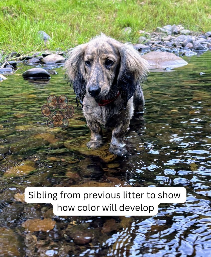 cream brindle long-haired dachshund puppies