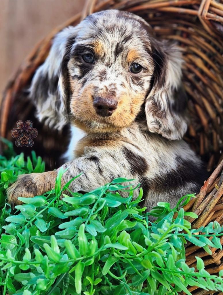 dapple mini dachshund puppy