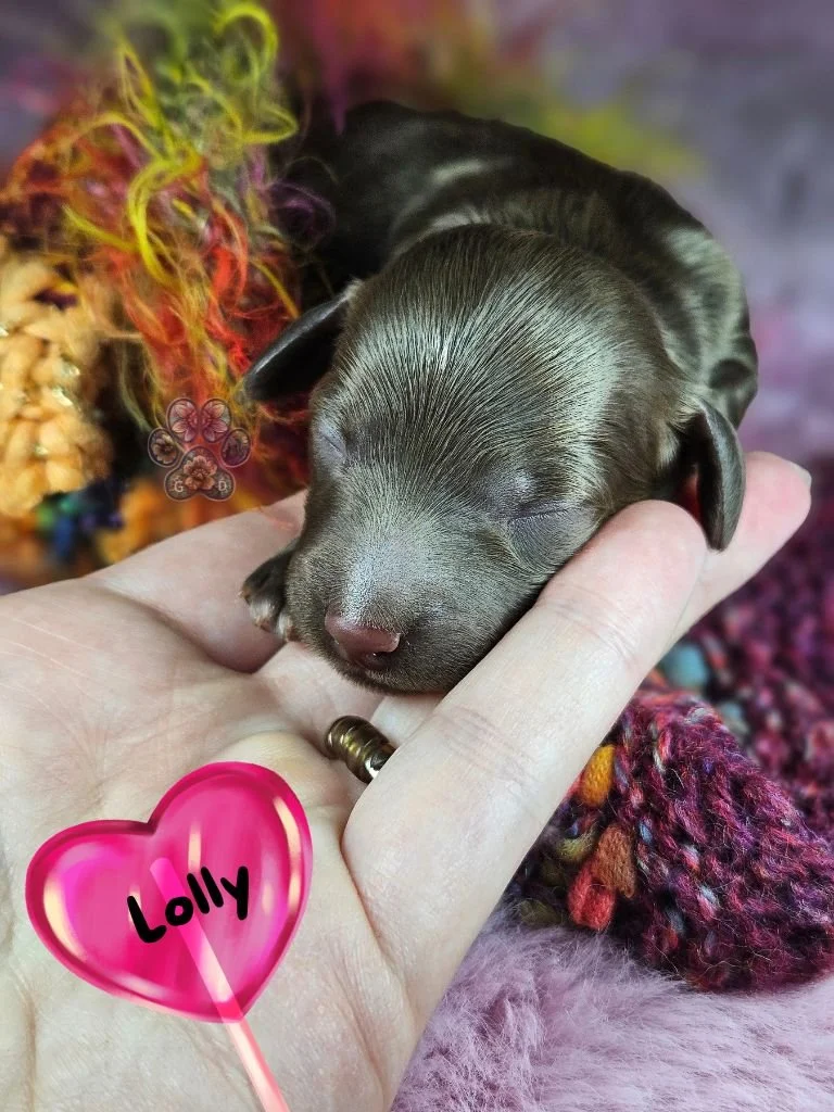 long-haired miniature dachshund puppy in Oregon