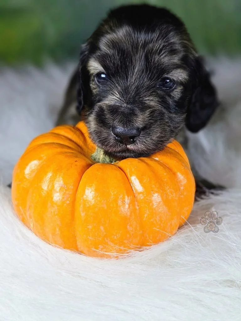 cream brindle dachshund puppy for sale in Oregon