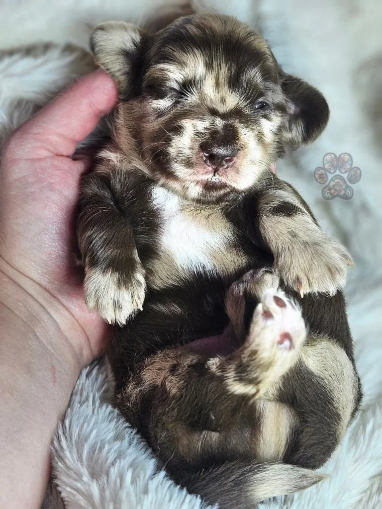 mini dachshund puppy for sale in Oregon