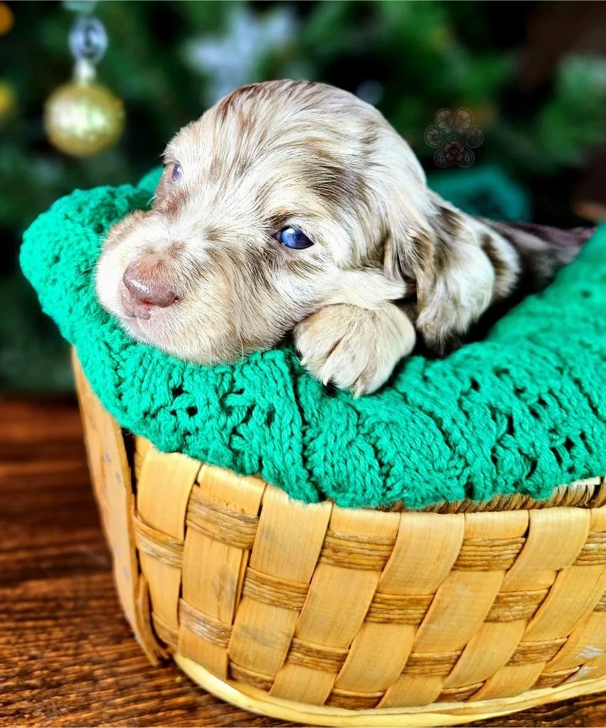 mini long haired dachshund puppy available