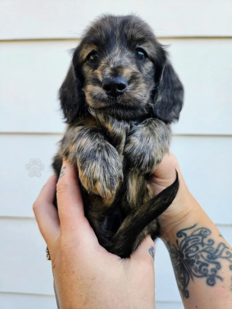 cream brindle dachshund puppy for sale in Oregon