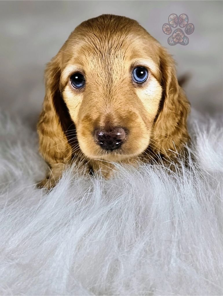 miniature dachshund puppy