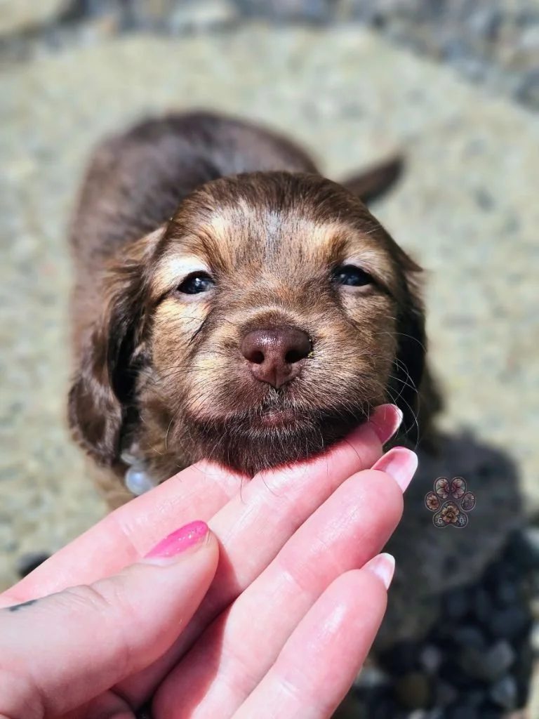 cream long-haired mini dachshund puppy available