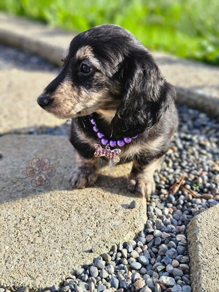 Untitled design (65).jpg