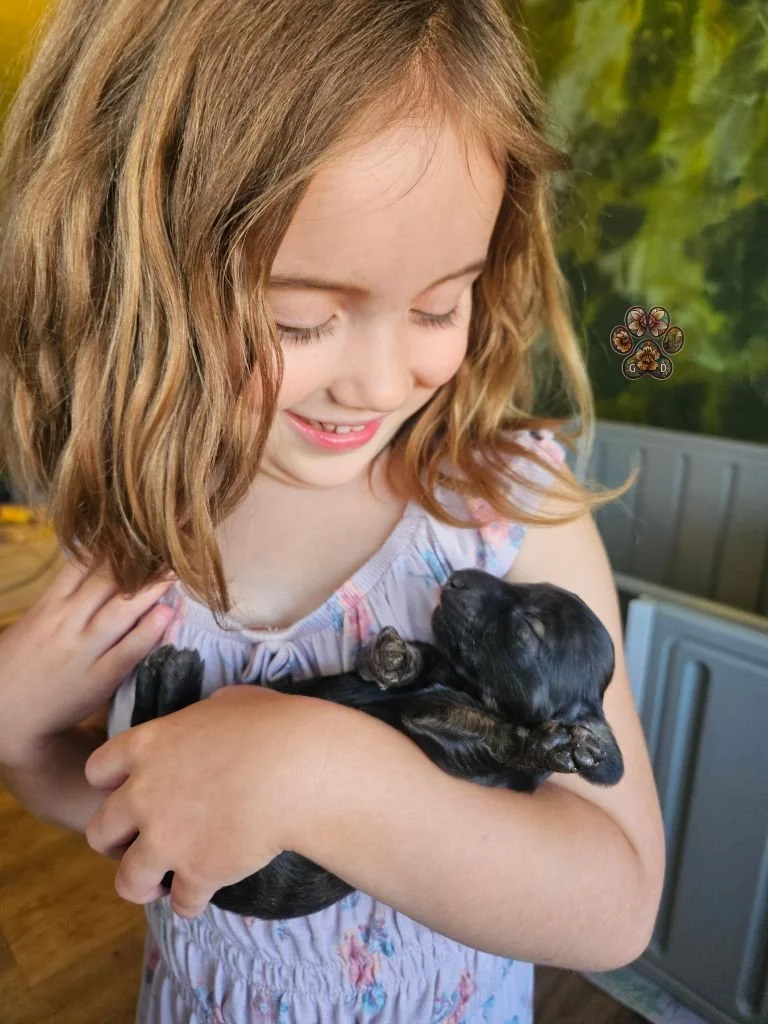 AKC long-haired mini dachshund puppy for sale in Oregon