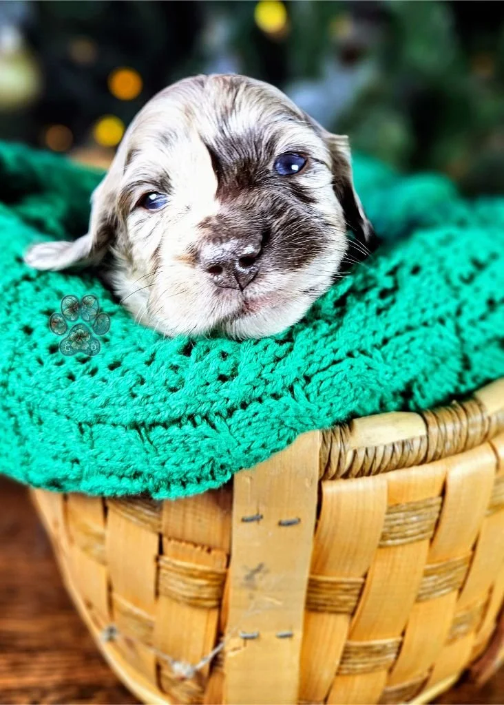 dapple dachshund puppy