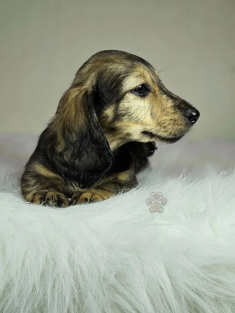 AKC long-haired mini dachshund puppy for sale in Oregon