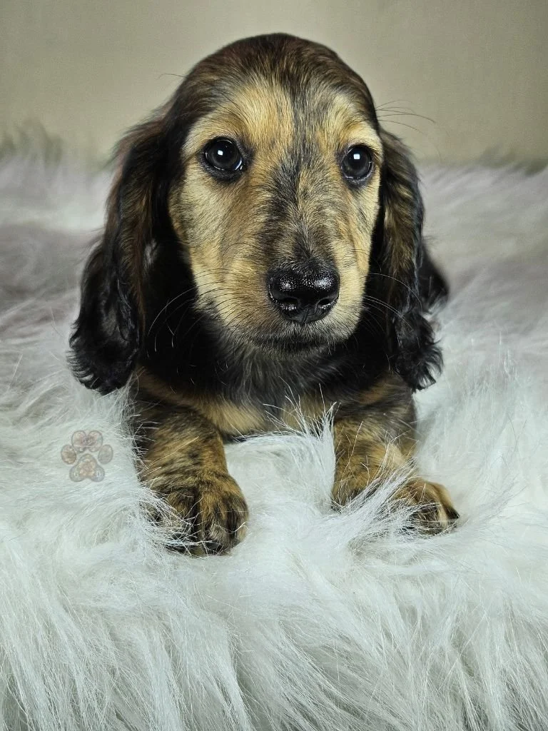 AKC long-haired mini dachshund puppy for sale in Oregon
