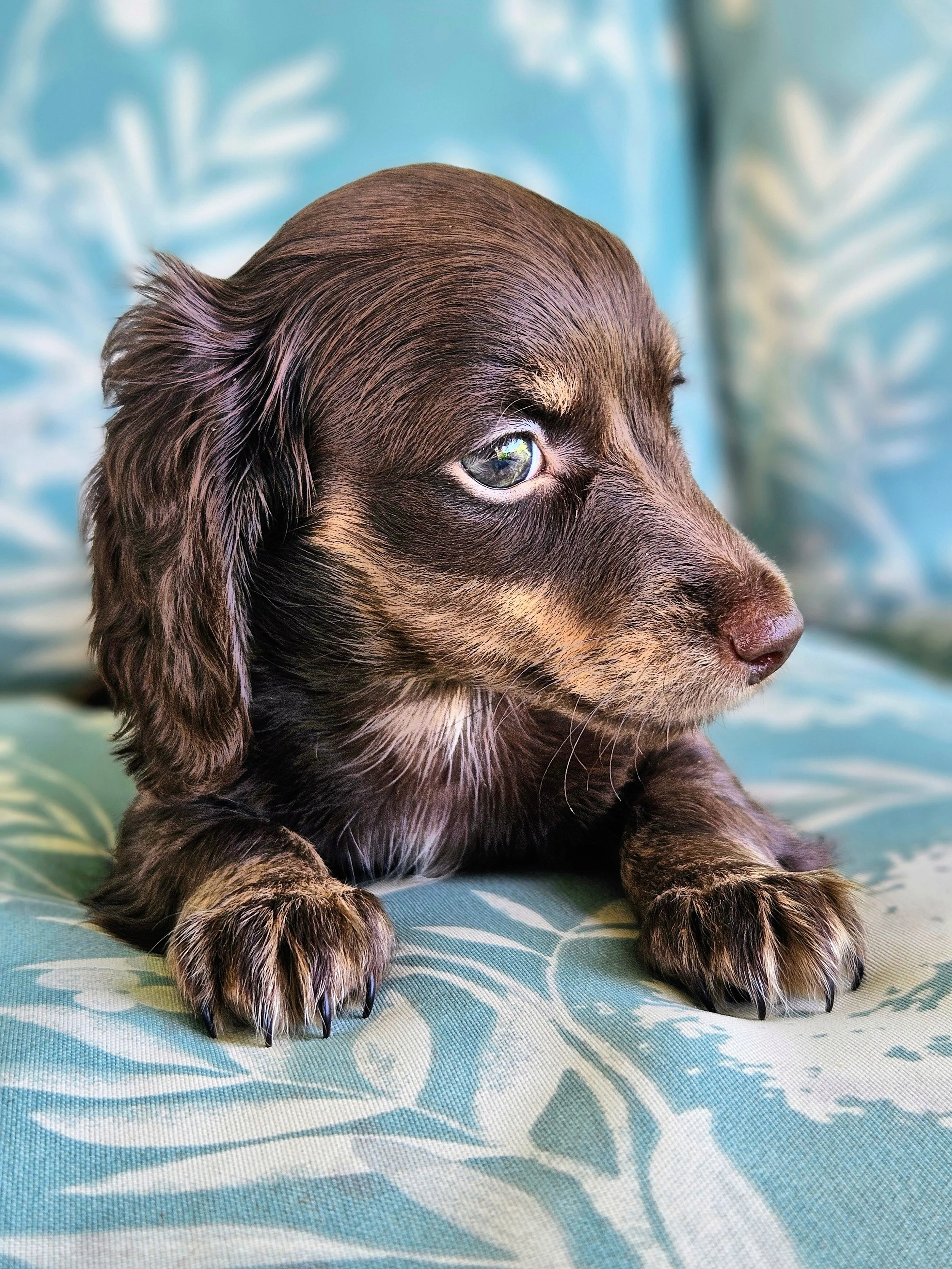 chocolate miniature long-haired dachshund puppy for sale