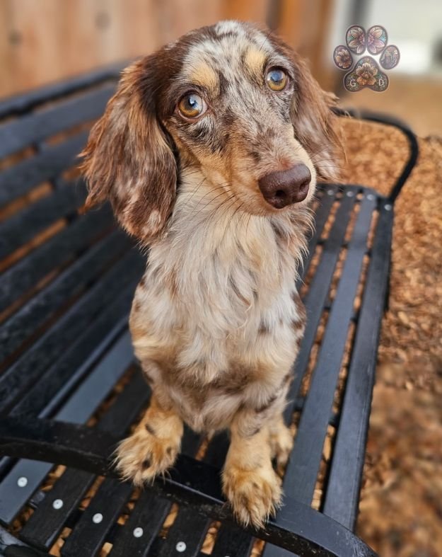 dapple miniature dachshund breeder Grants Pass Oregon