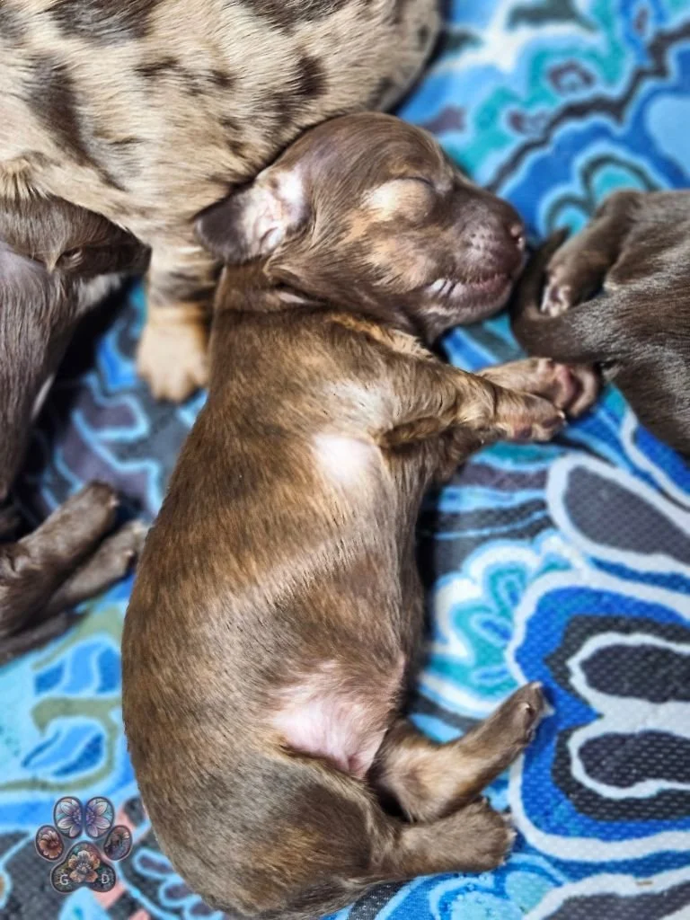 chocolate long-haired miniature dachshund puppy
