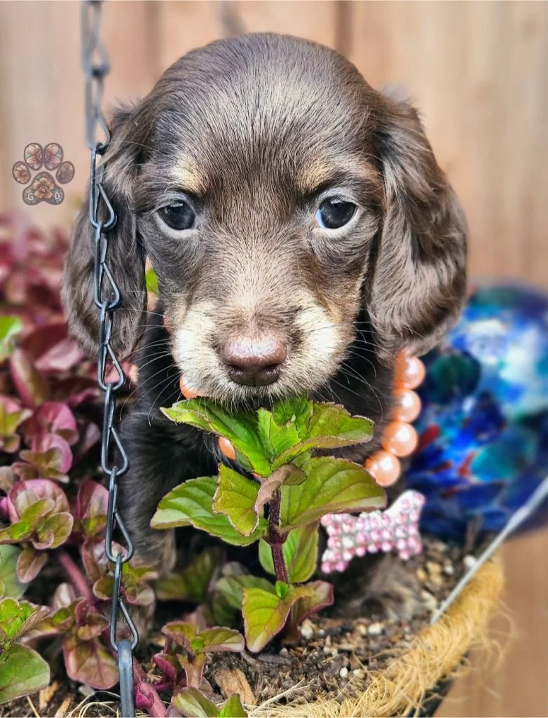 chocolate miniature long-haired dachshund puppy for sale