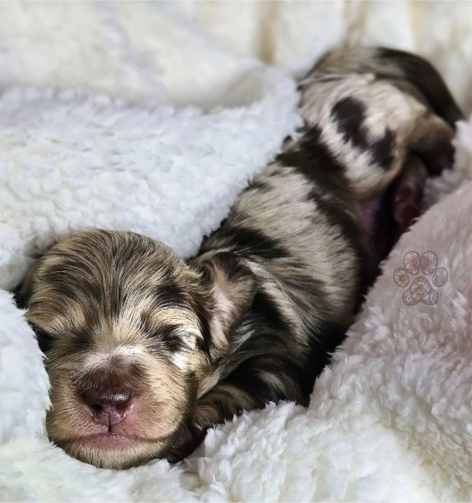 chocolate dapple dachshund puppy