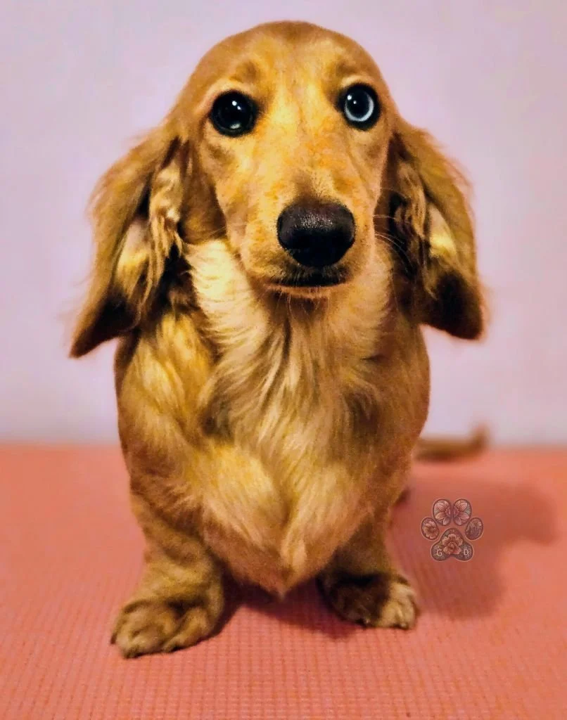 Untitled design (90).jpg