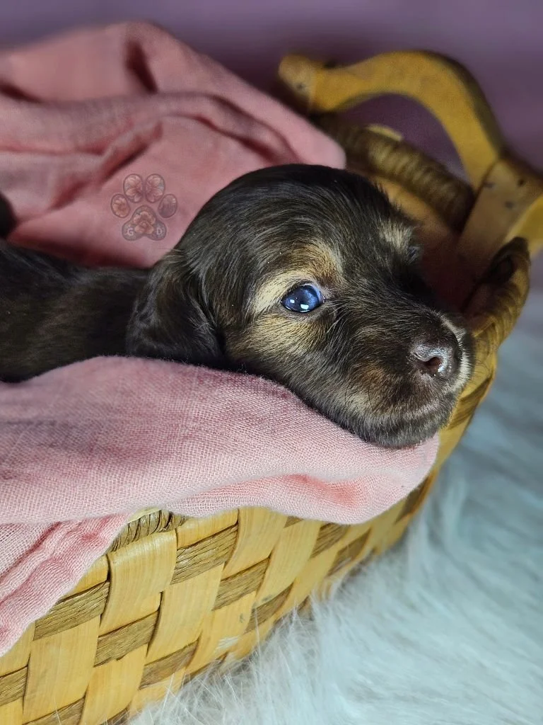 Cream mini dachshund puppy for sale in Oregon