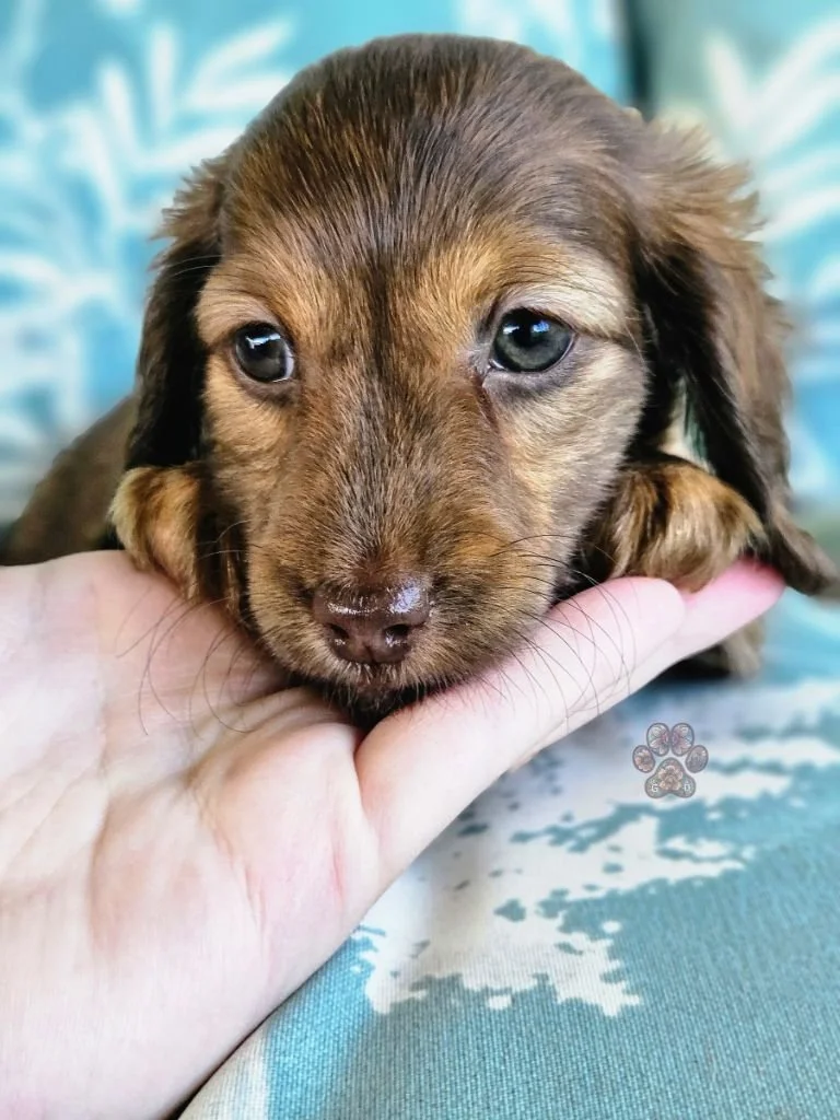 cream long-haired mini dachshund puppy available