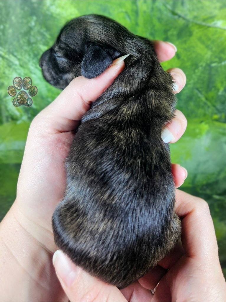 cream brindle long haired dachshund puppy