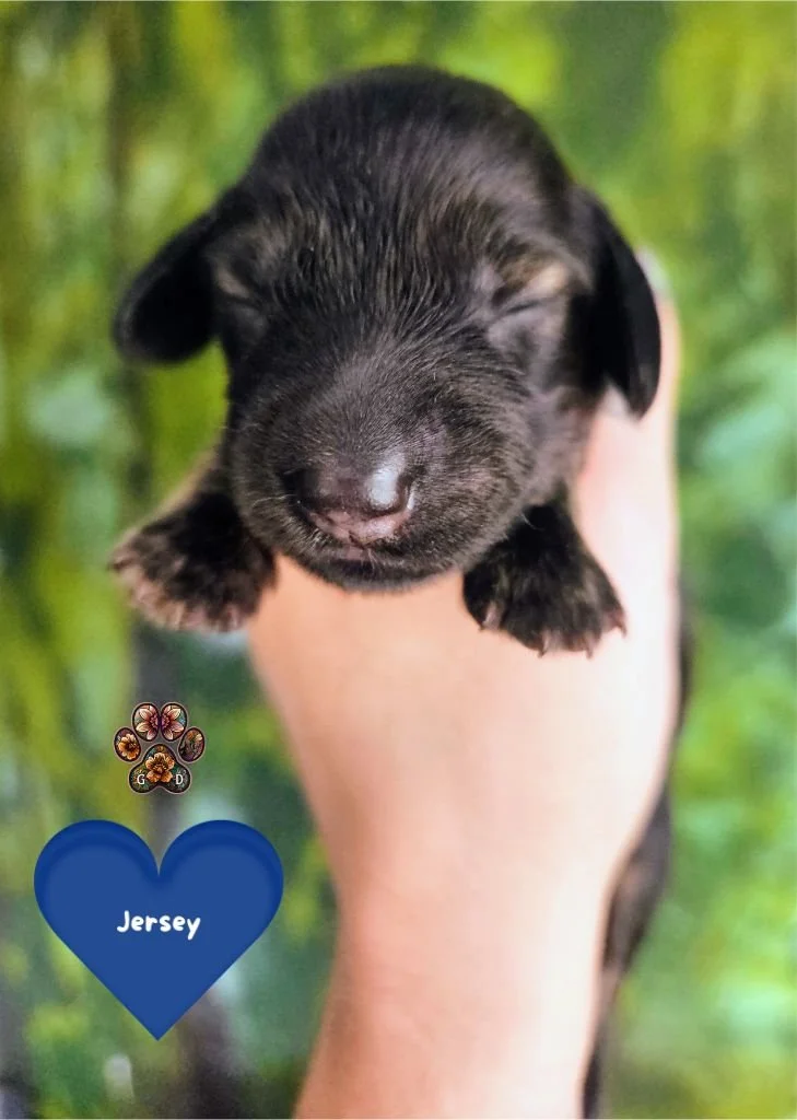 AKC long-haired mini dachshund puppy for sale in Oregon