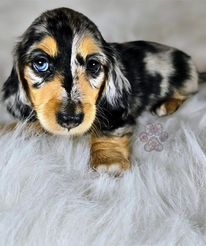 dapple mini dachshund puppy