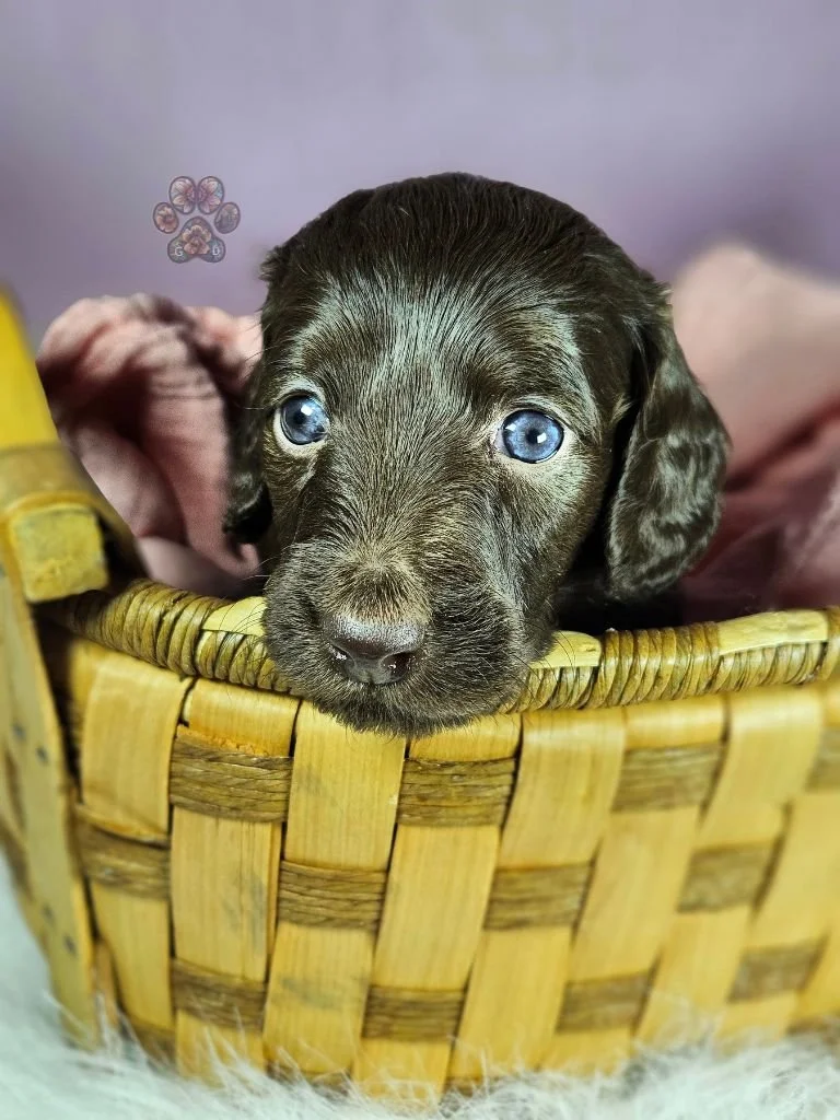 mini long haired dachshund puppy for sale in Oregon