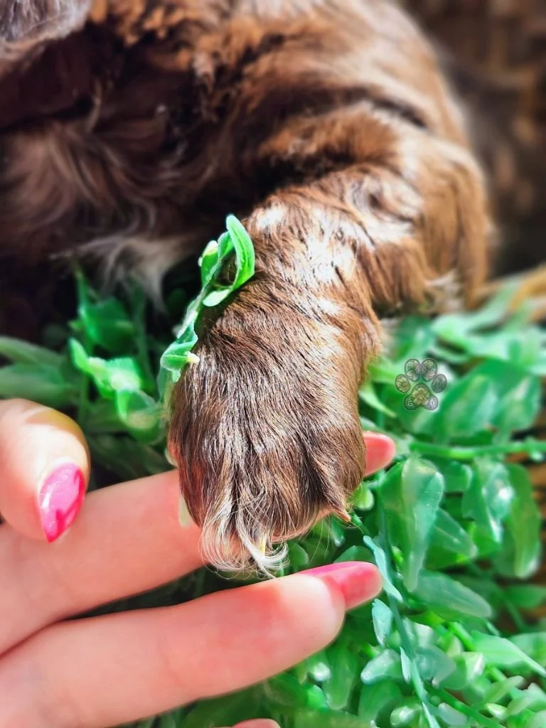 long-haired miniature dachshund puppy available