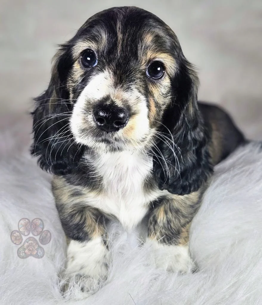 Untitled design (36).jpg