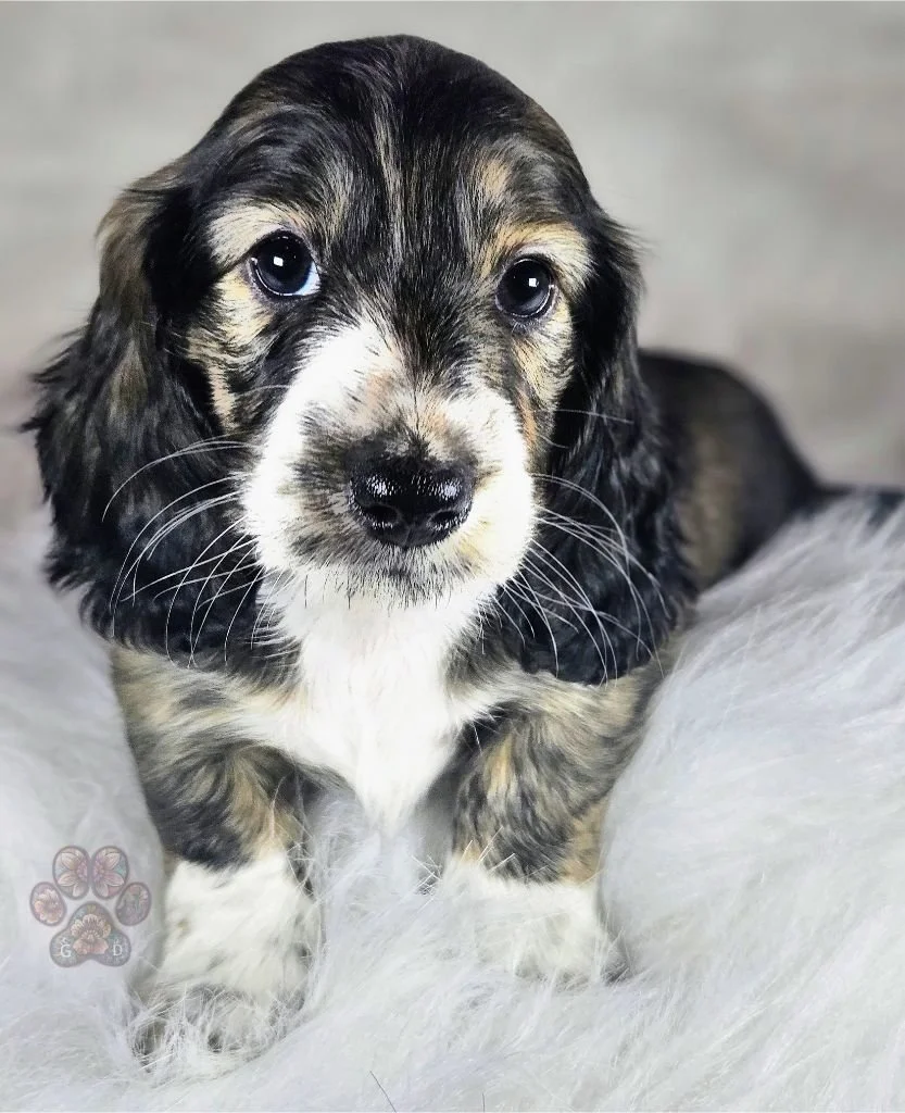 cream brindle long haired mini dachshund