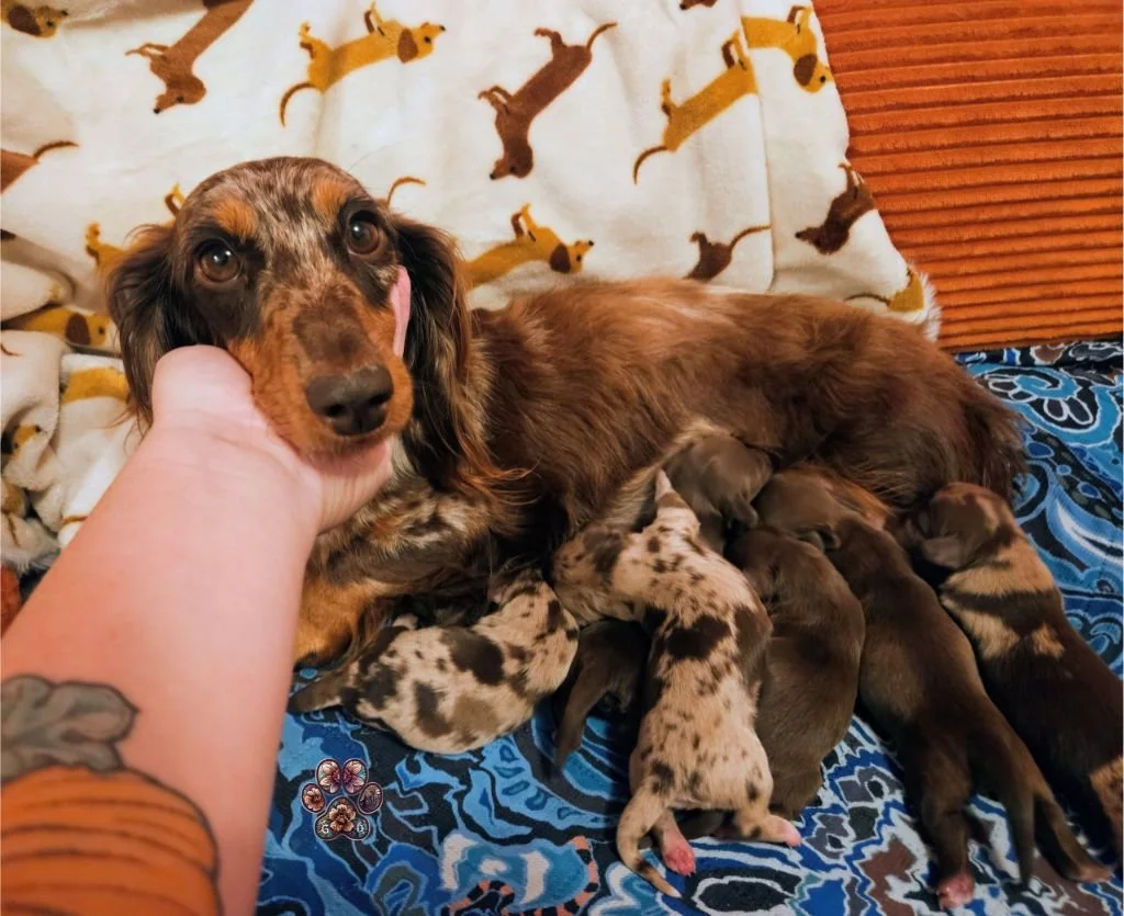 chocolate mini dachshund puppy for sale