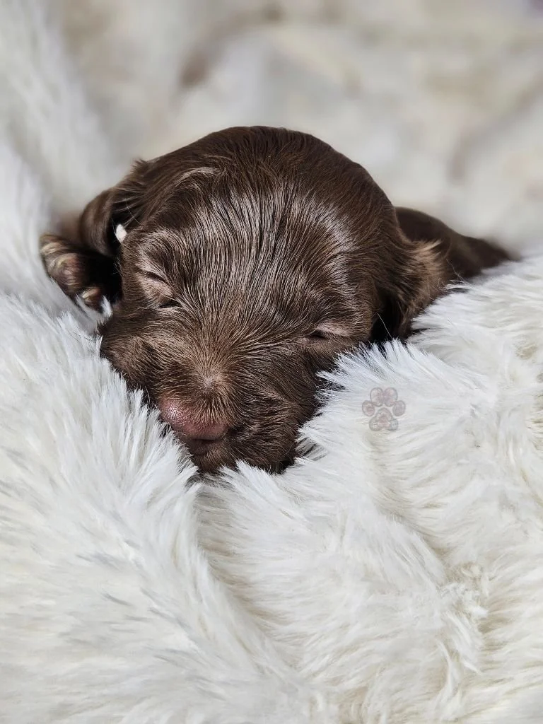 chocolate mini dachshund puppy