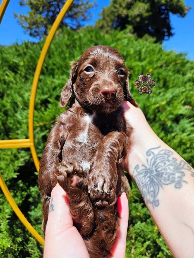 chocolate mini dachshund puppy