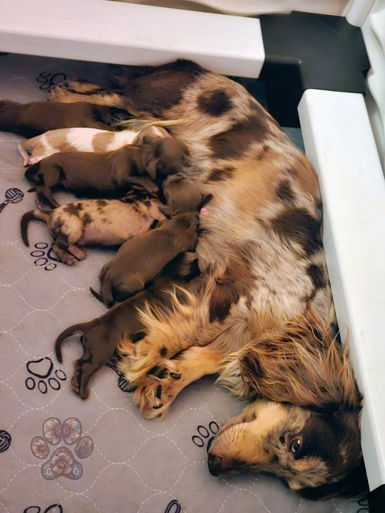 dapple dachshund puppies for sale