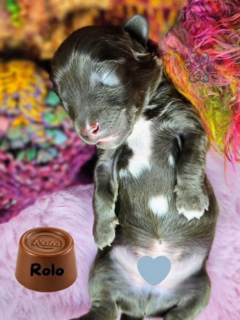 long haired mini dachshund puppy for sale