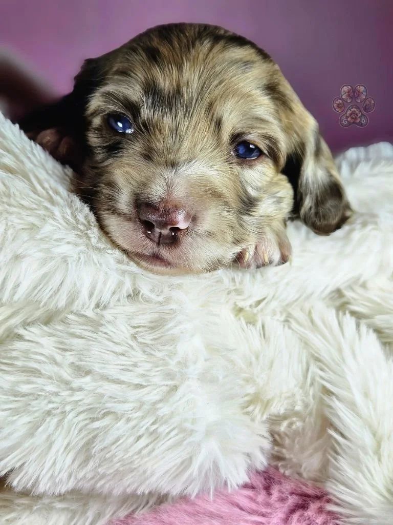 mini dapple dachshund puppy for sale