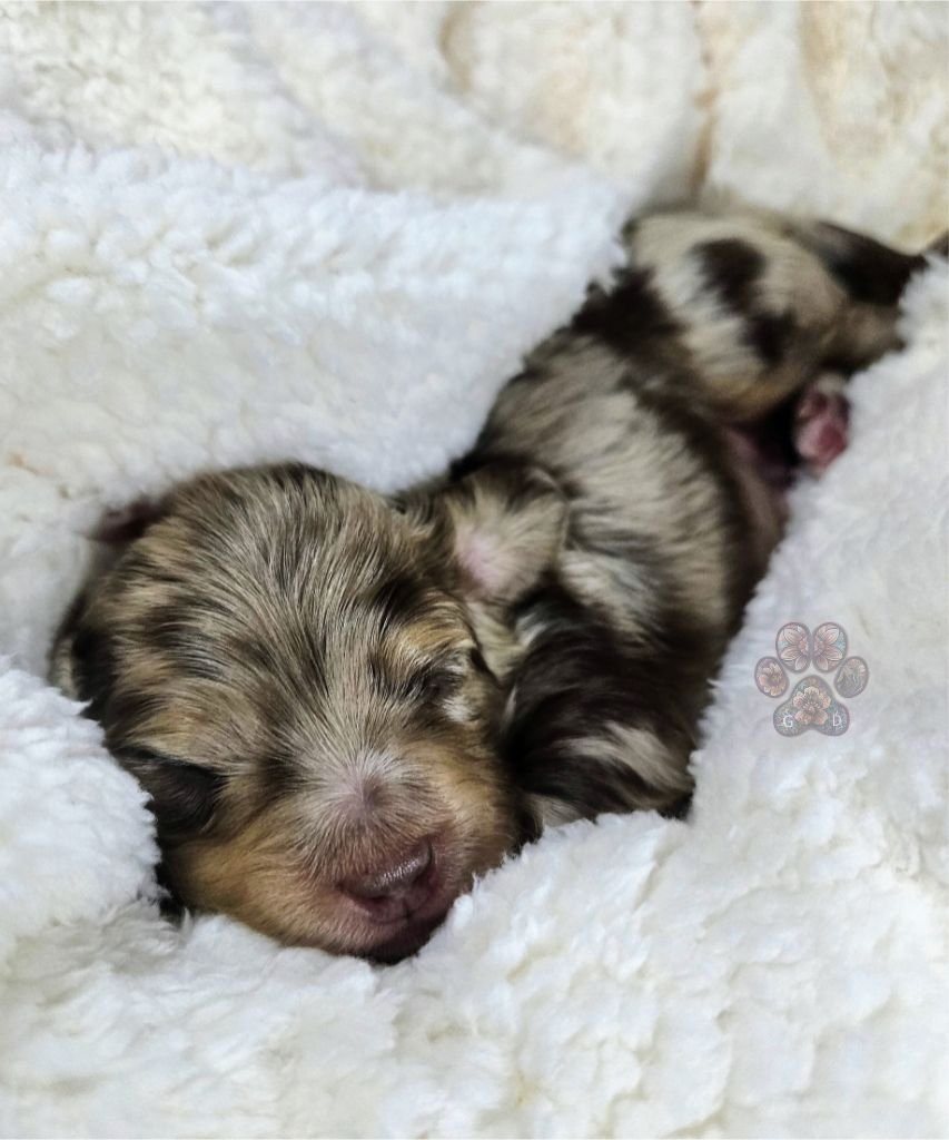 chocolate and cream dapple dachshund puppy