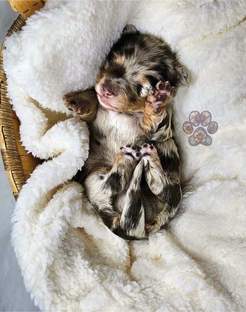 chocolate dapple dachshund puppy