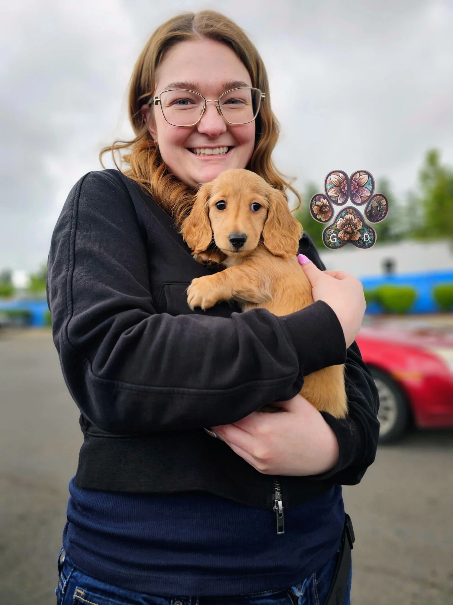 miniature dachshund puppy Roseburg Oregon