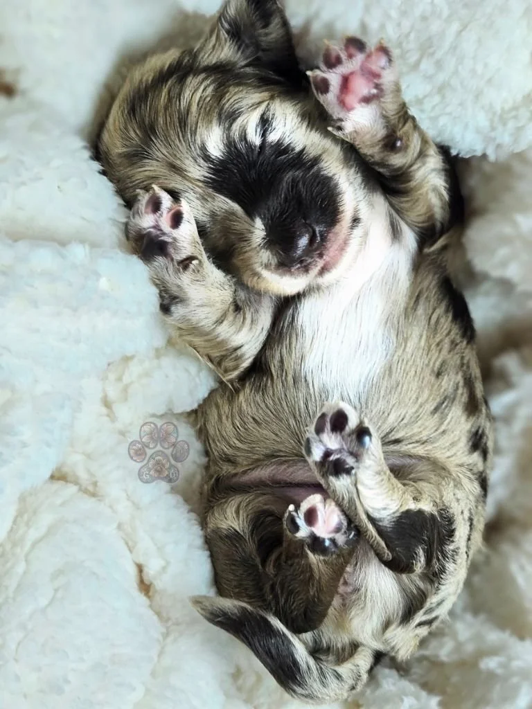 chocolate dapple dachshund puppy