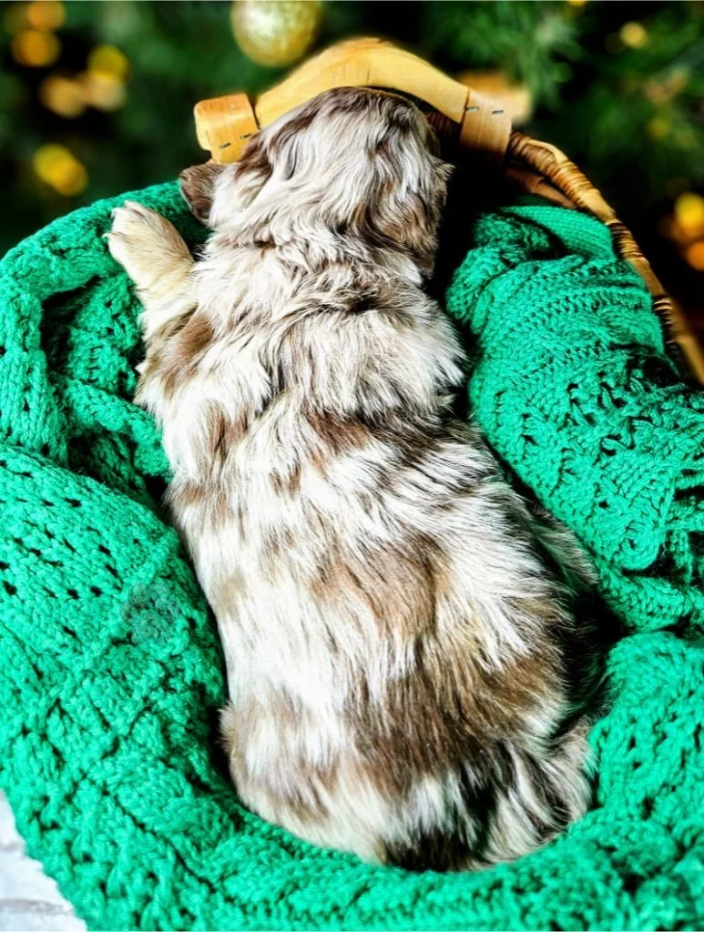 long haired dapple dachshund puppy